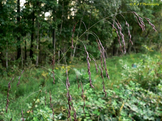 {Tridens flavus}